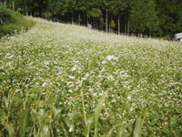 そばの花